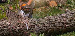 Best Commercial Tree Services  in Franklin, GA