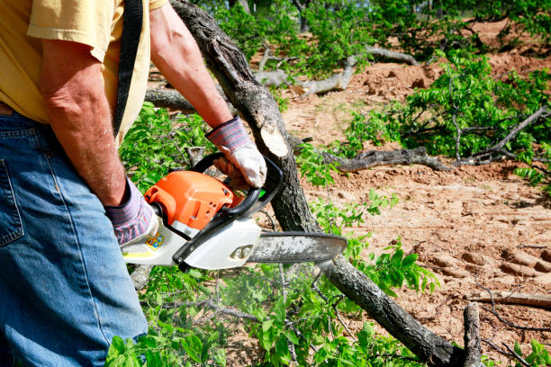 Lawn Renovation and Restoration in Franklin, GA